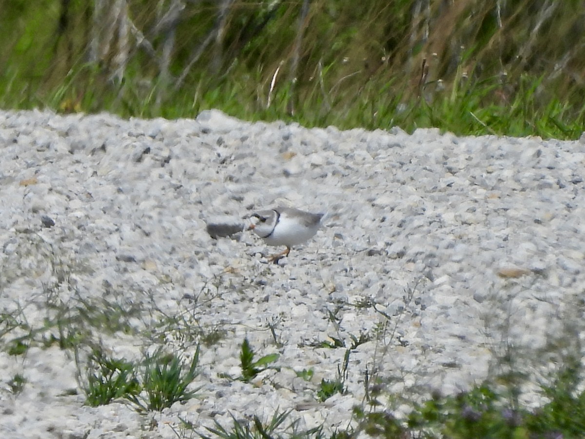 Piping Plover - ML617672623