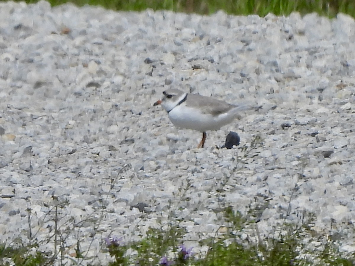 Piping Plover - ML617672625