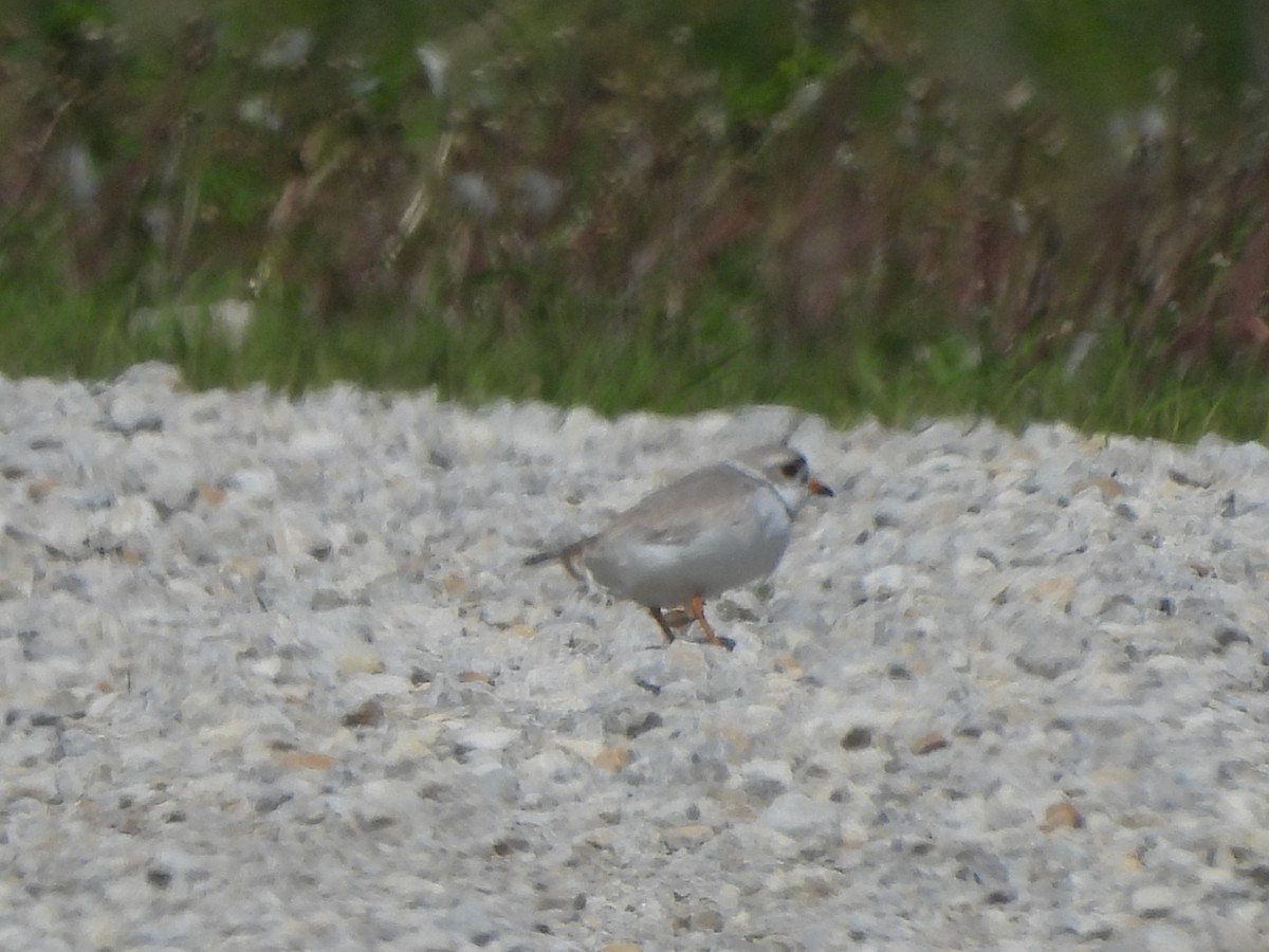 Piping Plover - ML617672628