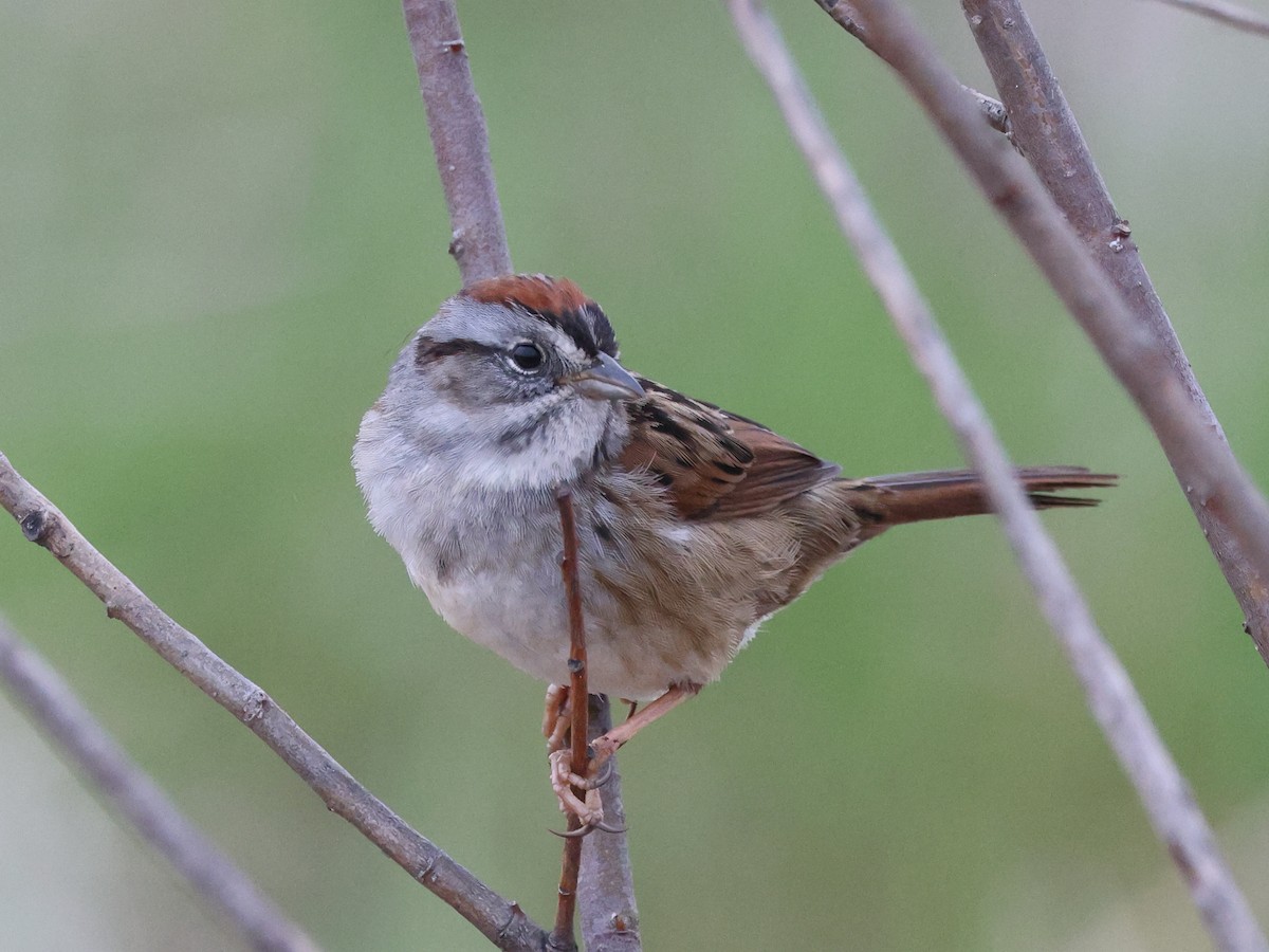 Swamp Sparrow - ML617672643