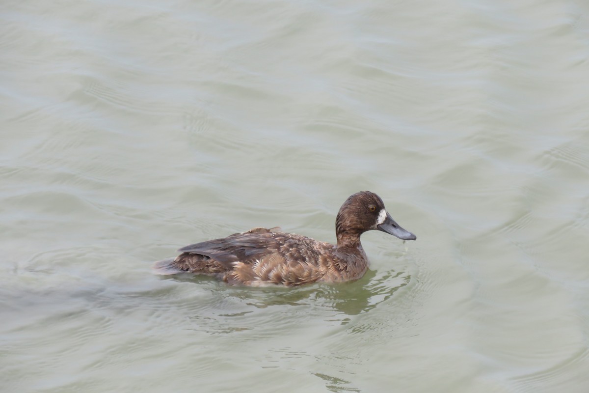 Greater Scaup - ML617672671