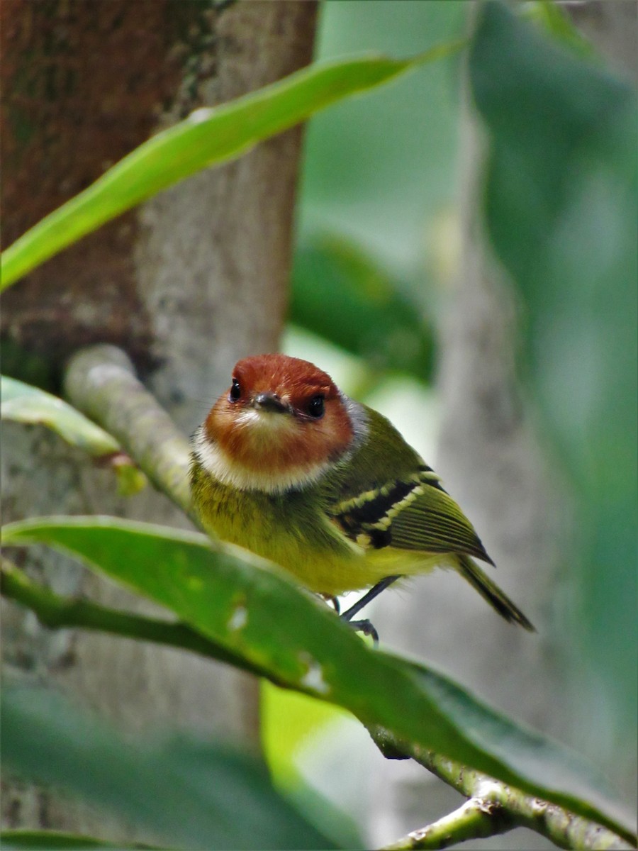 Rufous-crowned Tody-Flycatcher - Luis Moreno