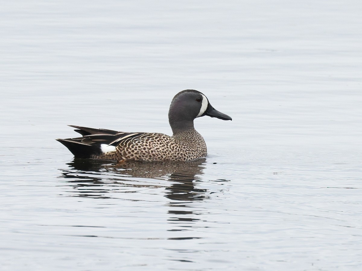 Blue-winged Teal - ML617672741