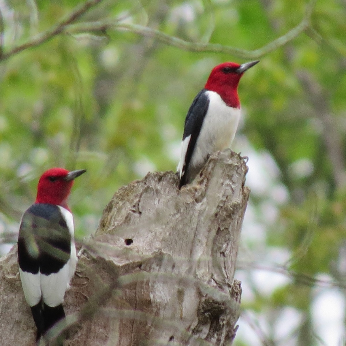 Red-headed Woodpecker - ML617672768