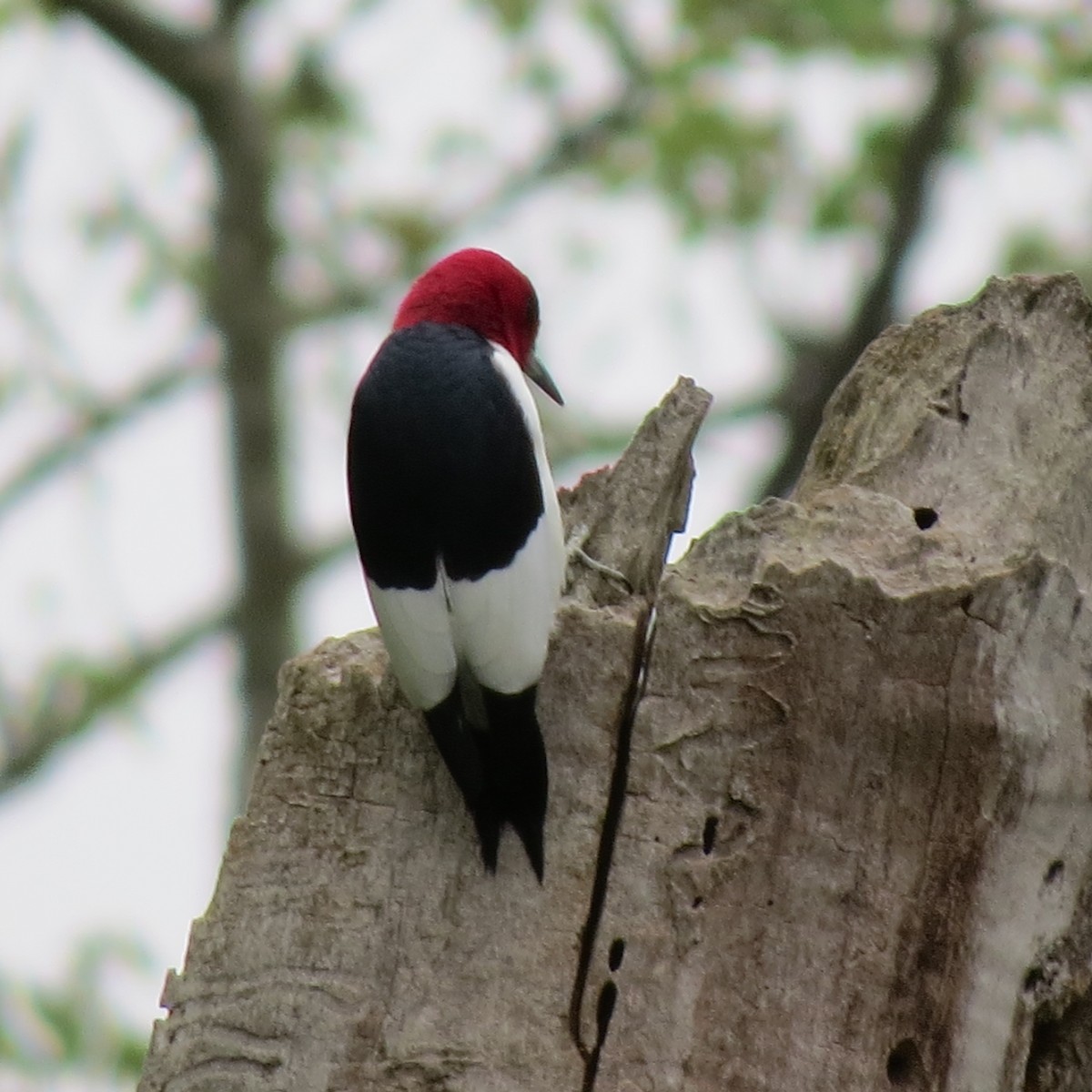 Red-headed Woodpecker - ML617672769