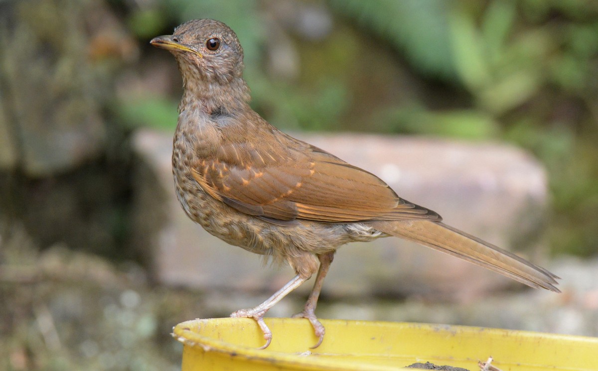 Pale-breasted Thrush - ML617672772