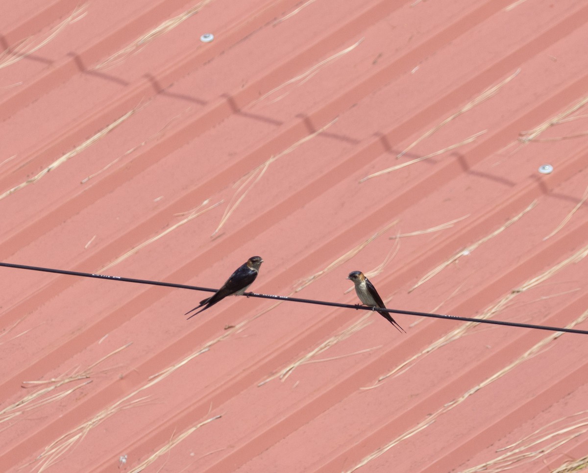 Red-rumped Swallow - ML617672808