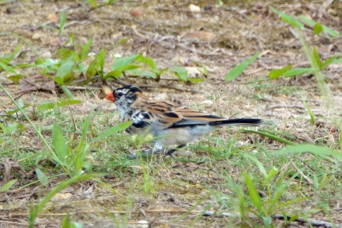 Pin-tailed Whydah - ML617672871
