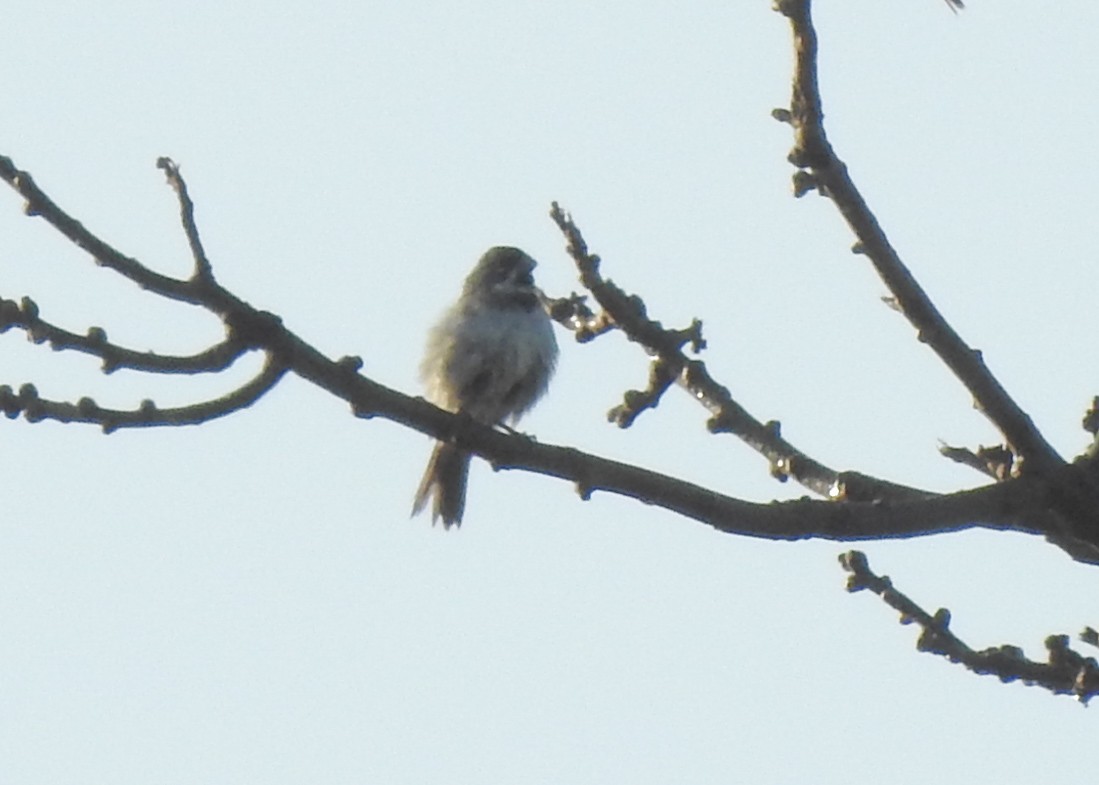 Double-collared Seedeater - ML617672885
