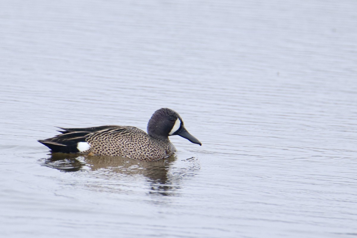 Blue-winged Teal - ML617672981