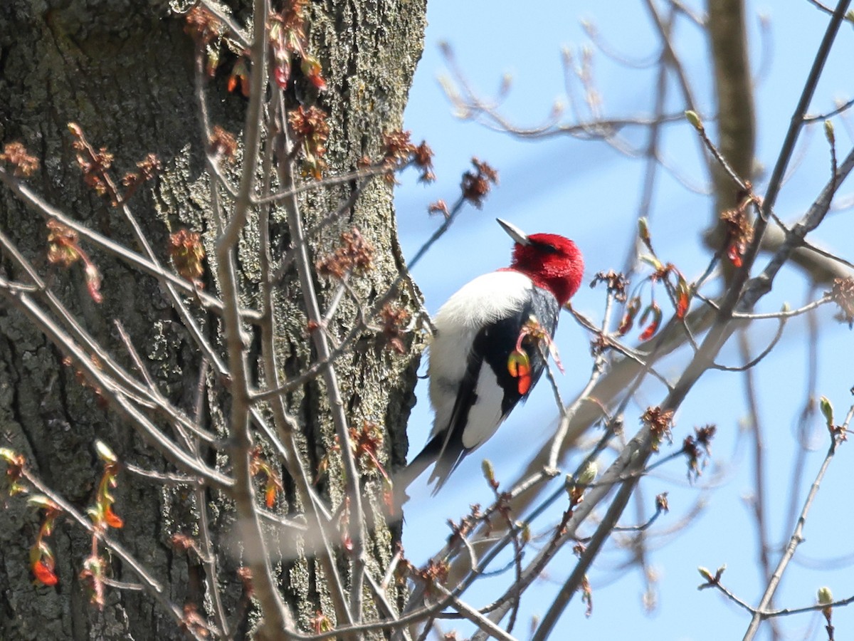 Red-headed Woodpecker - ML617672986