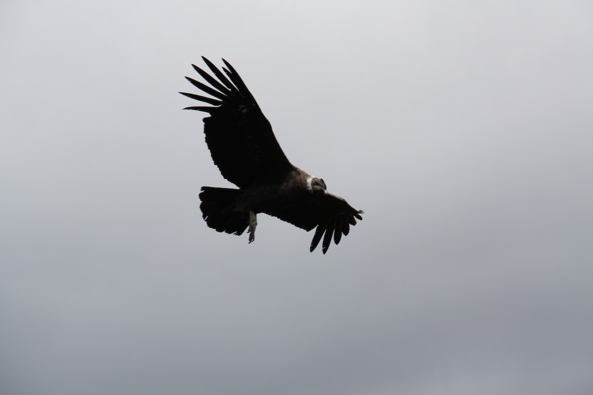 Andean Condor - Anonymous