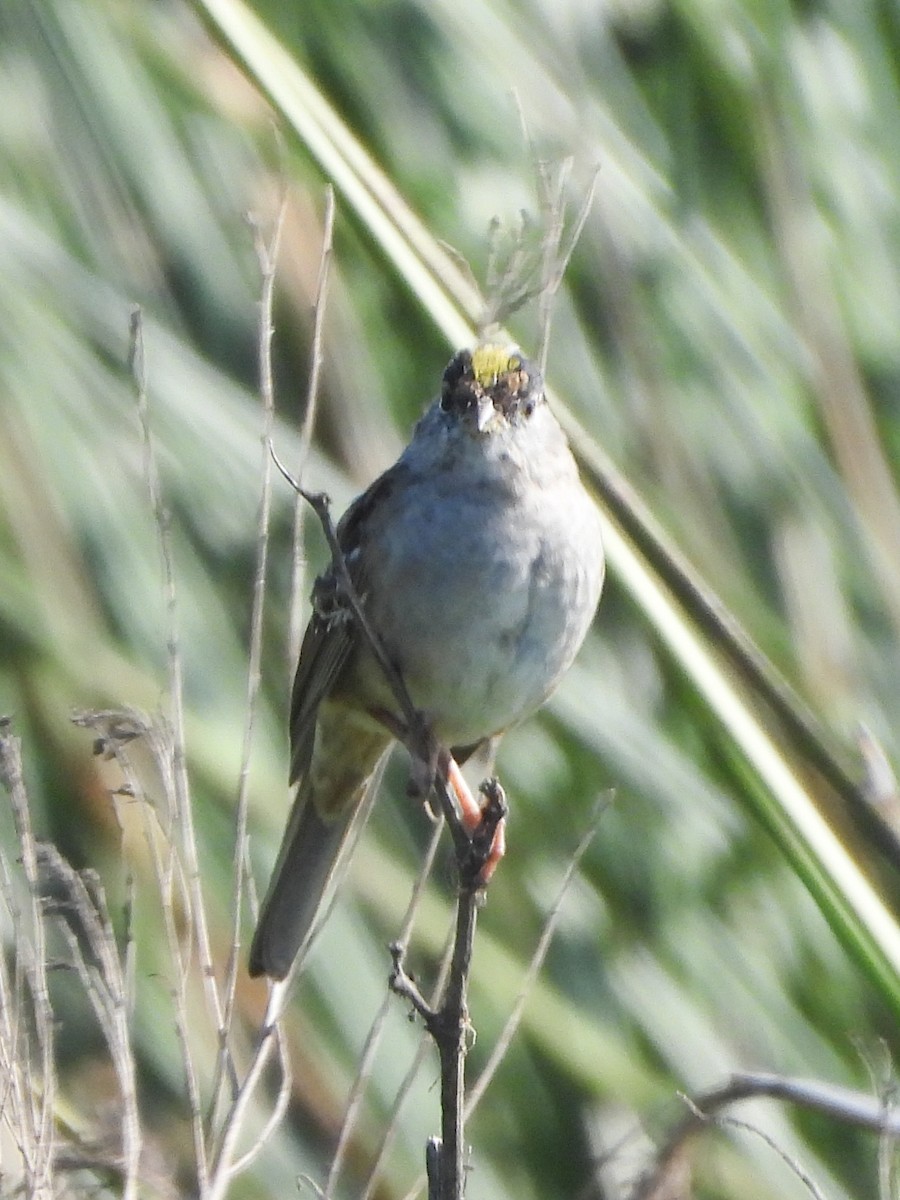 Golden-crowned Sparrow - Susan Tenney