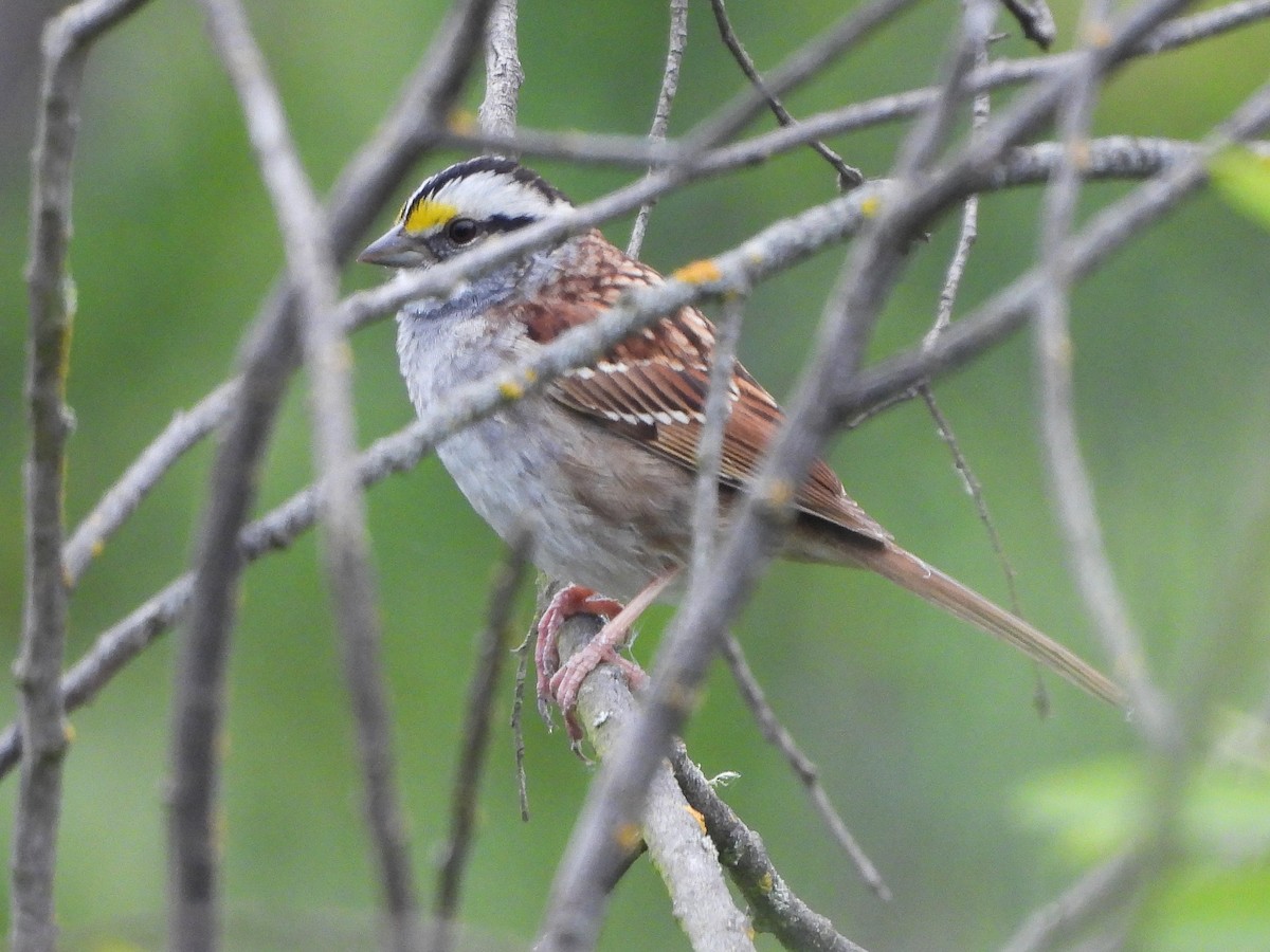 White-throated Sparrow - ML617673013