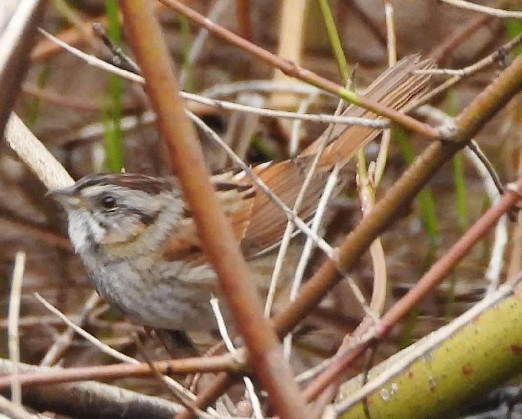 Swamp Sparrow - ML617673064