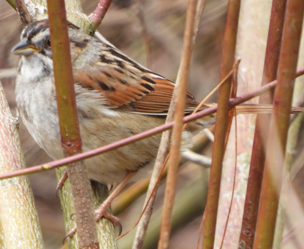 Swamp Sparrow - ML617673067