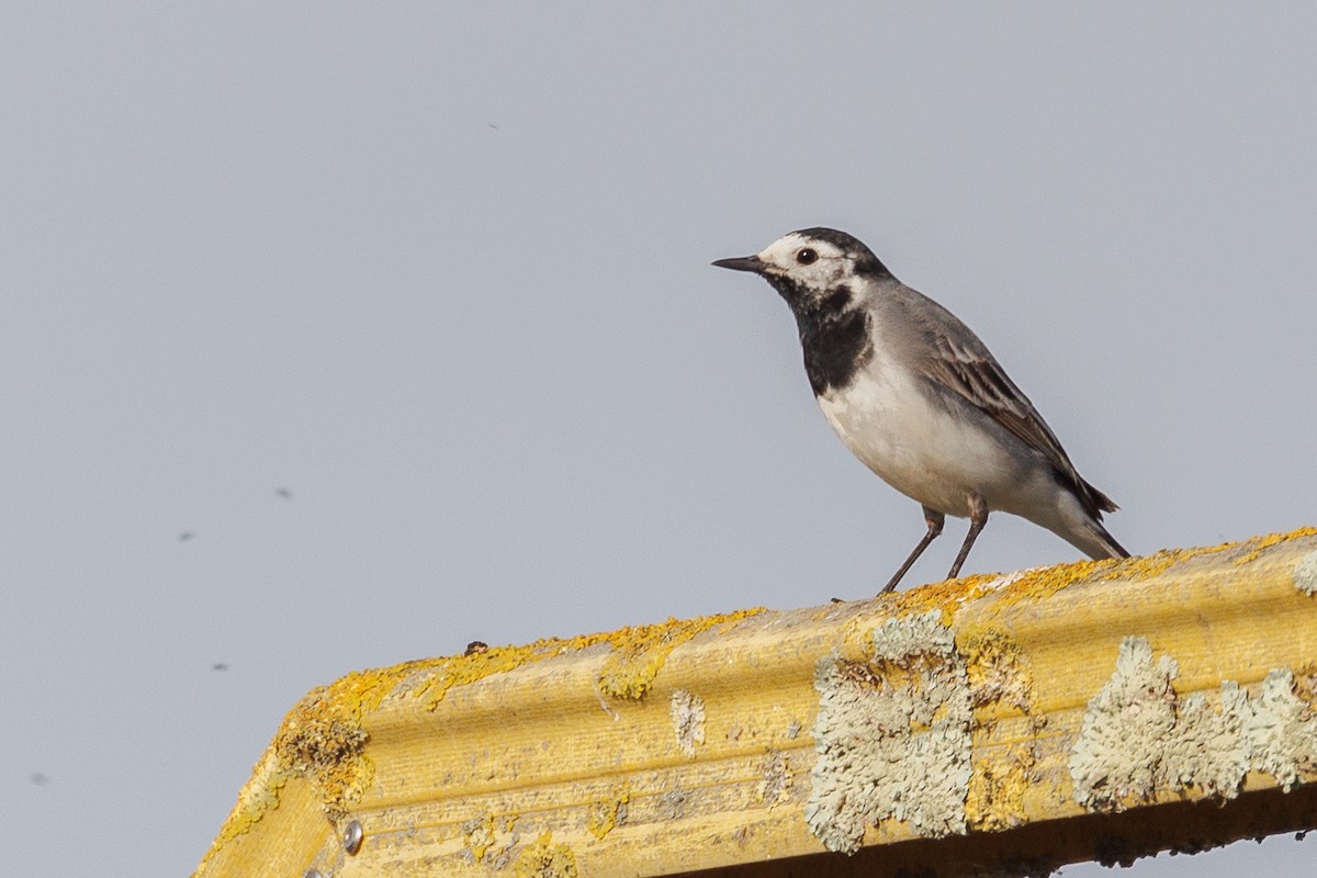 White Wagtail (White-faced) - ML617673082
