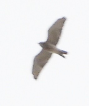 Broad-winged Hawk - ML617673125