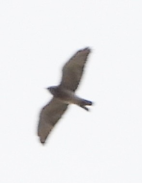 Broad-winged Hawk - ML617673127
