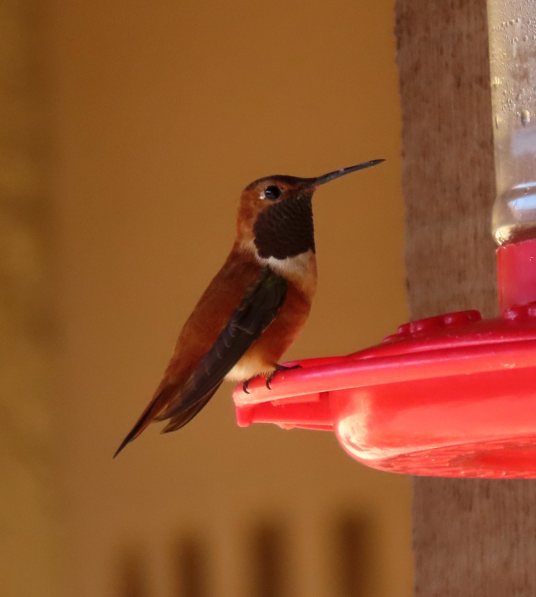 Rufous Hummingbird - ML617673138