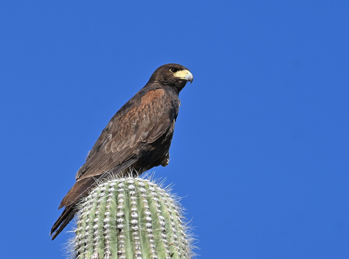 eBird Checklist 20 Apr 2024 Box Bar Recreation Site 50 species (+2 other taxa)