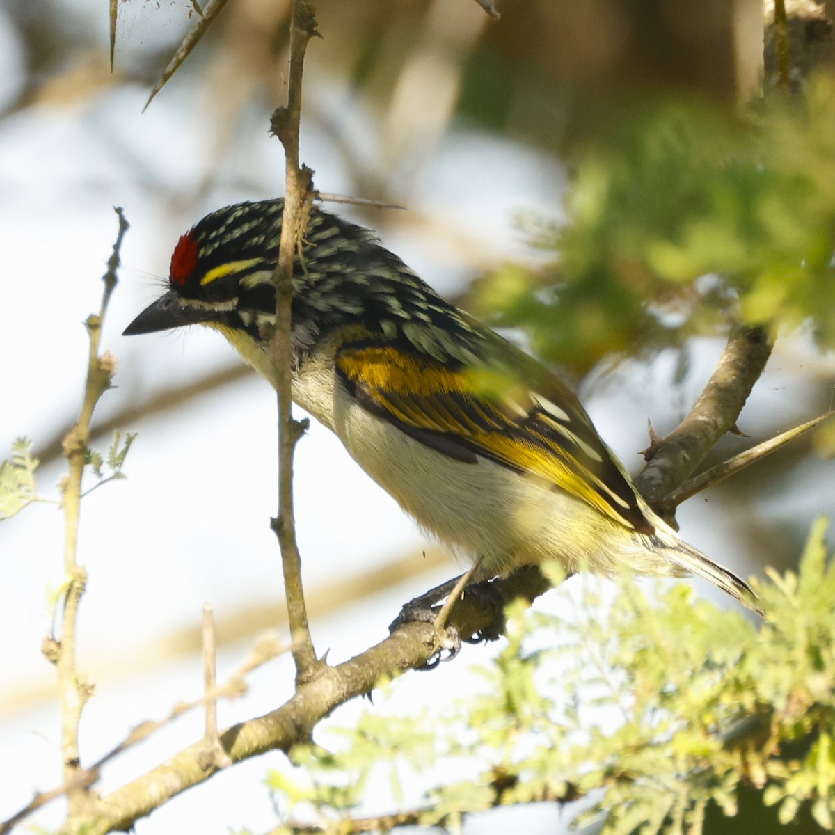 Red-fronted Tinkerbird - ML617673178