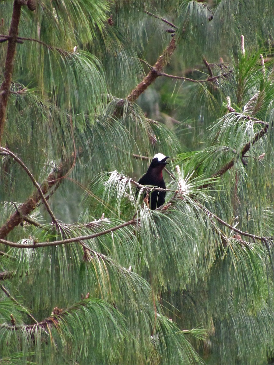 White-capped Tanager - ML617673198