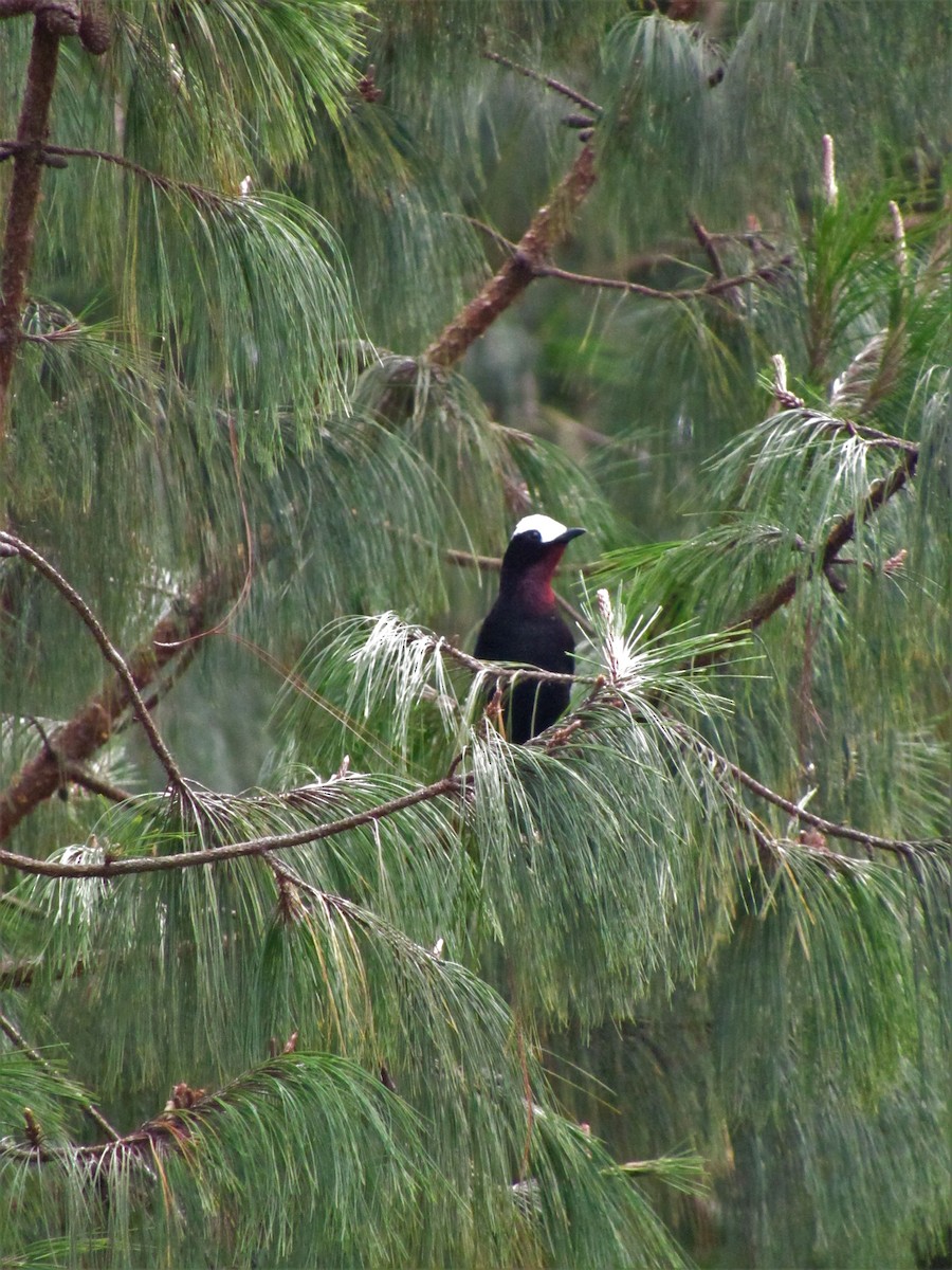 White-capped Tanager - ML617673223