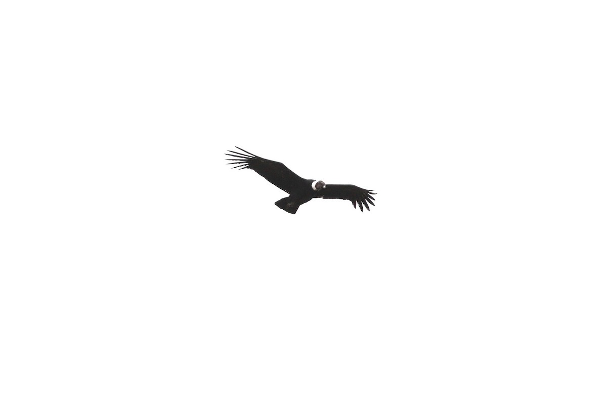 Andean Condor - ML617673292