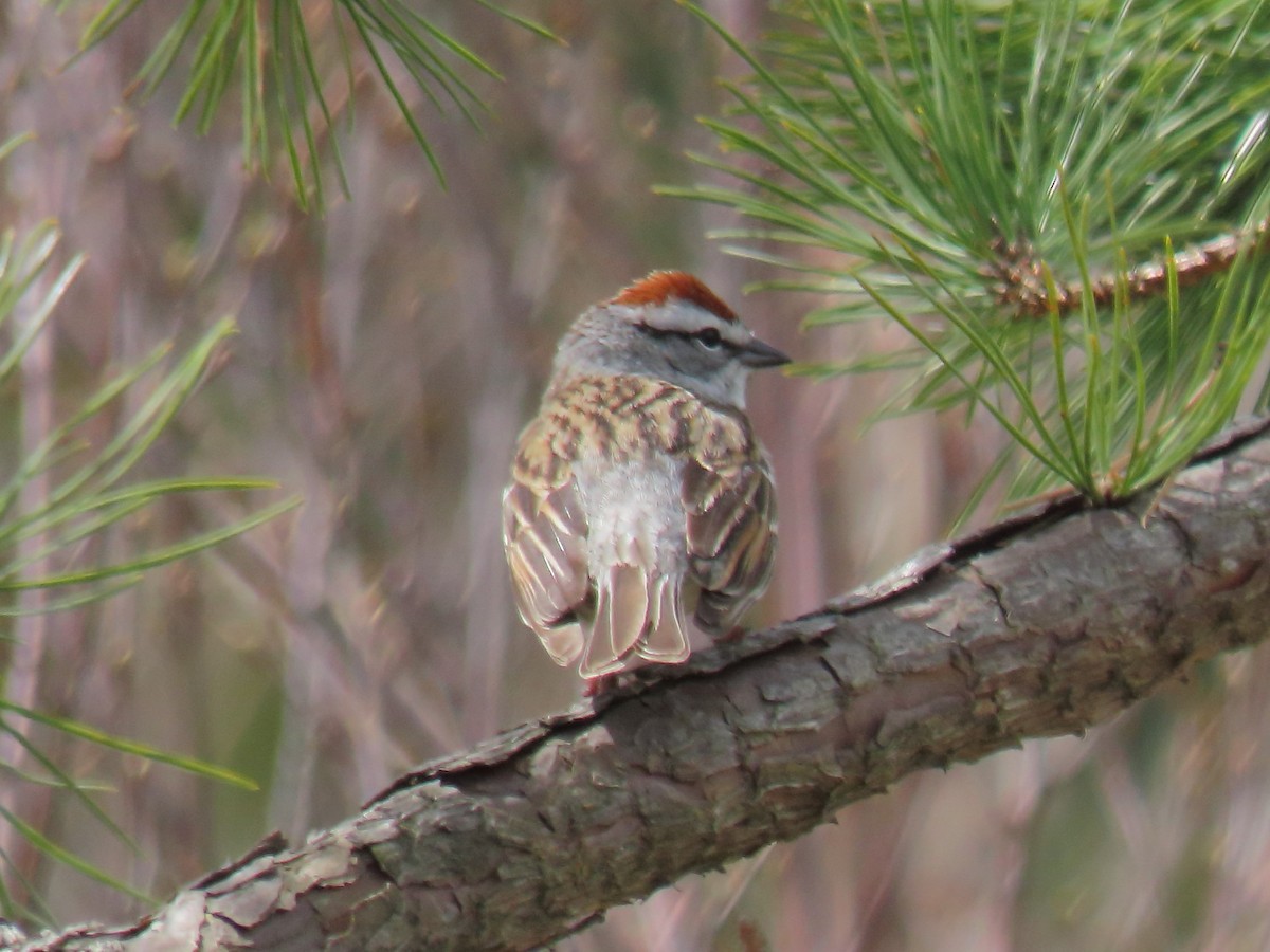 Chipping Sparrow - ML617673310