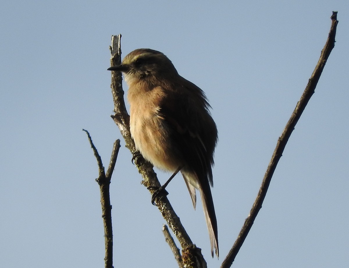 Brown-backed Chat-Tyrant - ML617673337