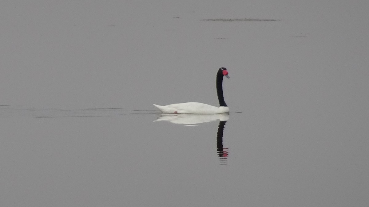 Black-necked Swan - ML617673437