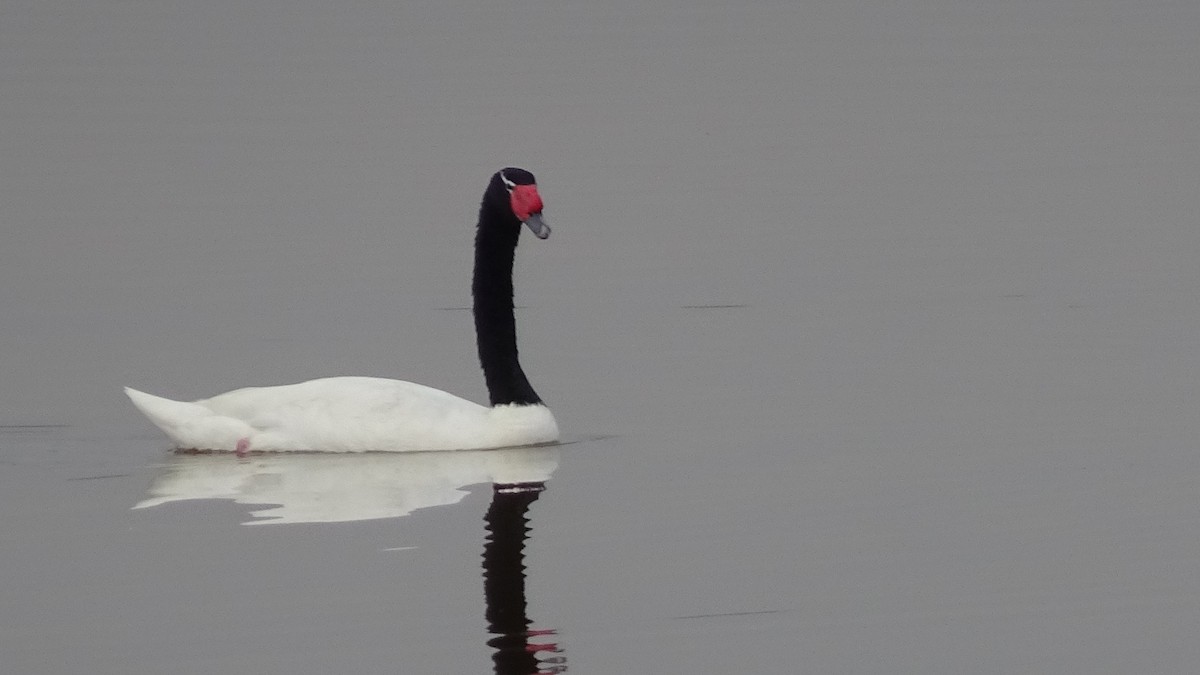 Black-necked Swan - Marco Antonio Guerrero R.