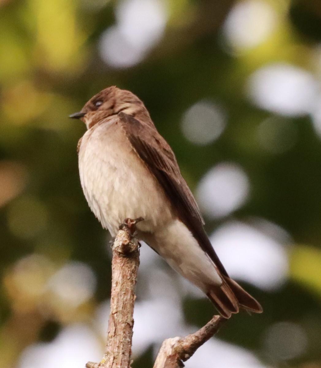 Southern Rough-winged Swallow - ML617673573