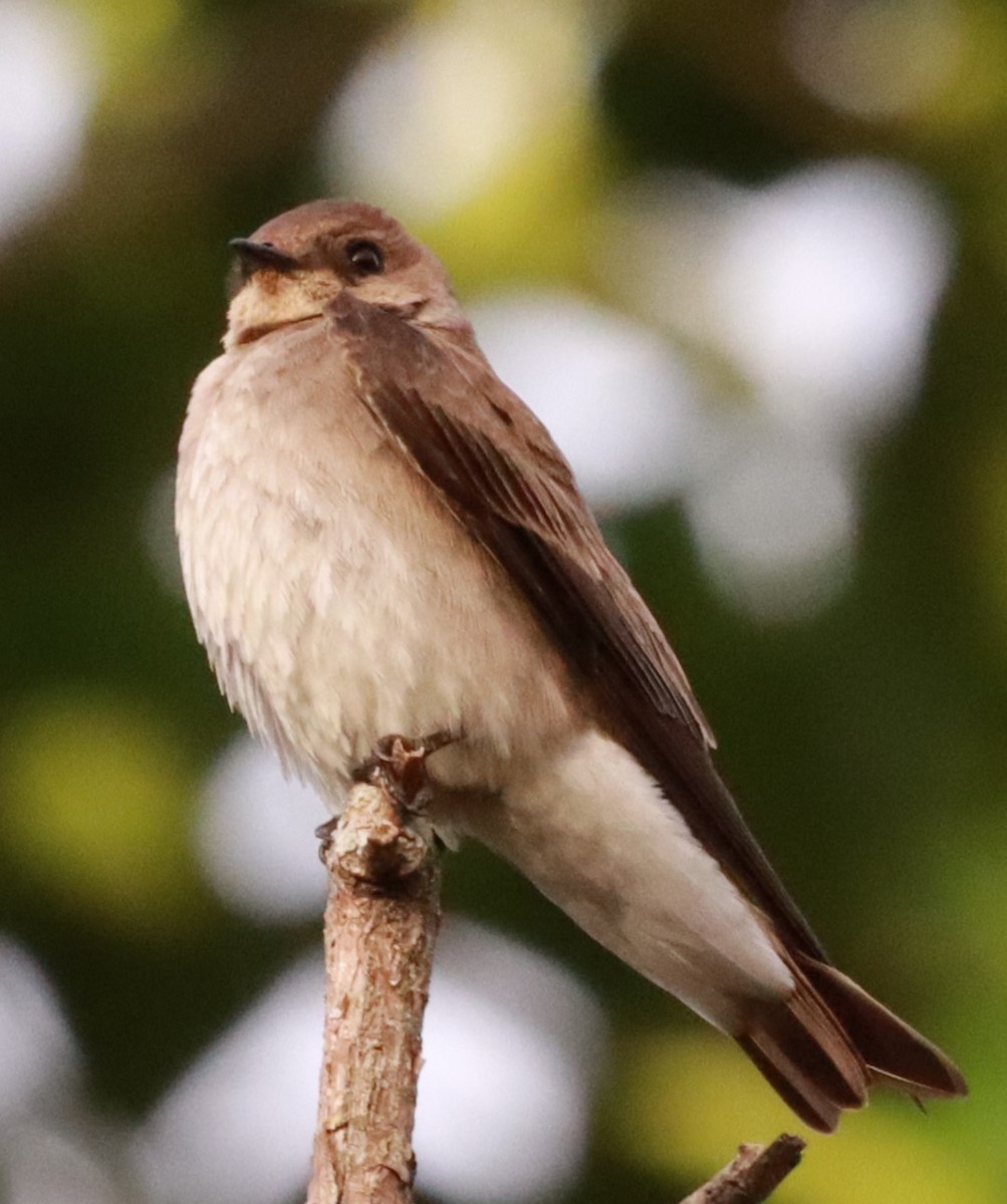 Southern Rough-winged Swallow - Víctor Blanco Méndez