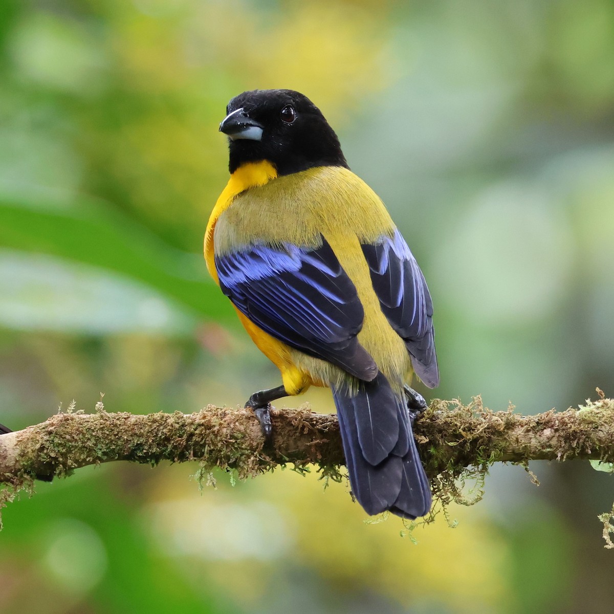 Black-chinned Mountain Tanager - ML617673639