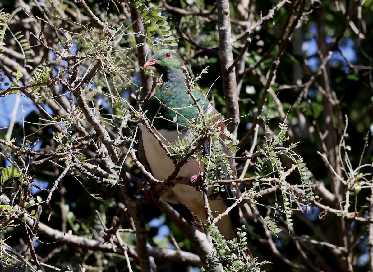 holub maorský - ML617673641