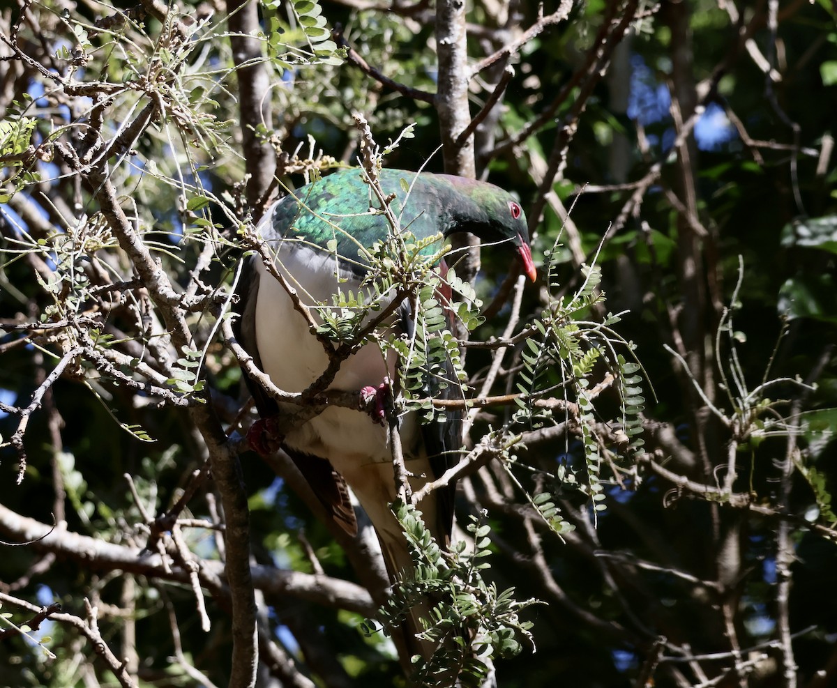 New Zealand Pigeon - Anonymous