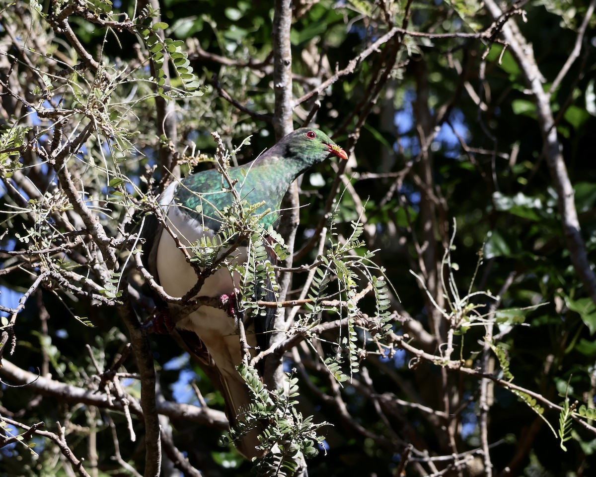 holub maorský - ML617673645