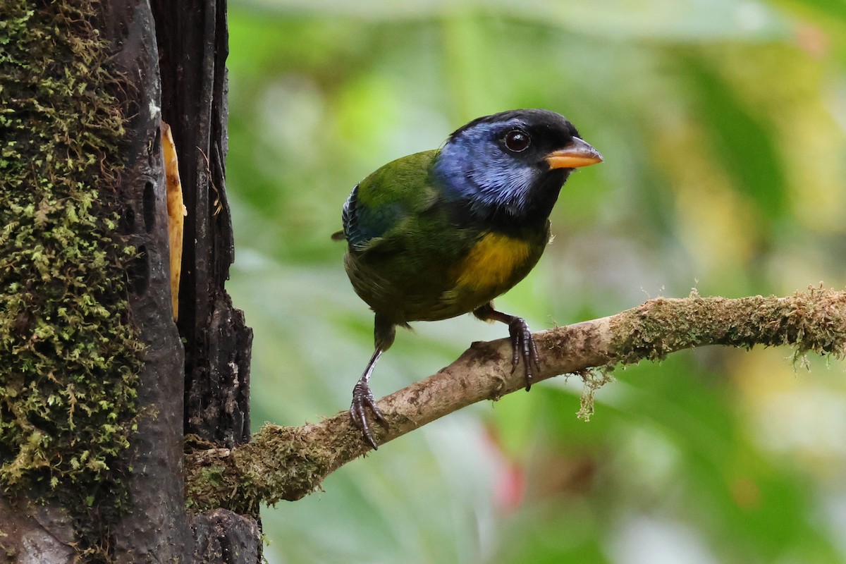 Moss-backed Tanager - ML617673647