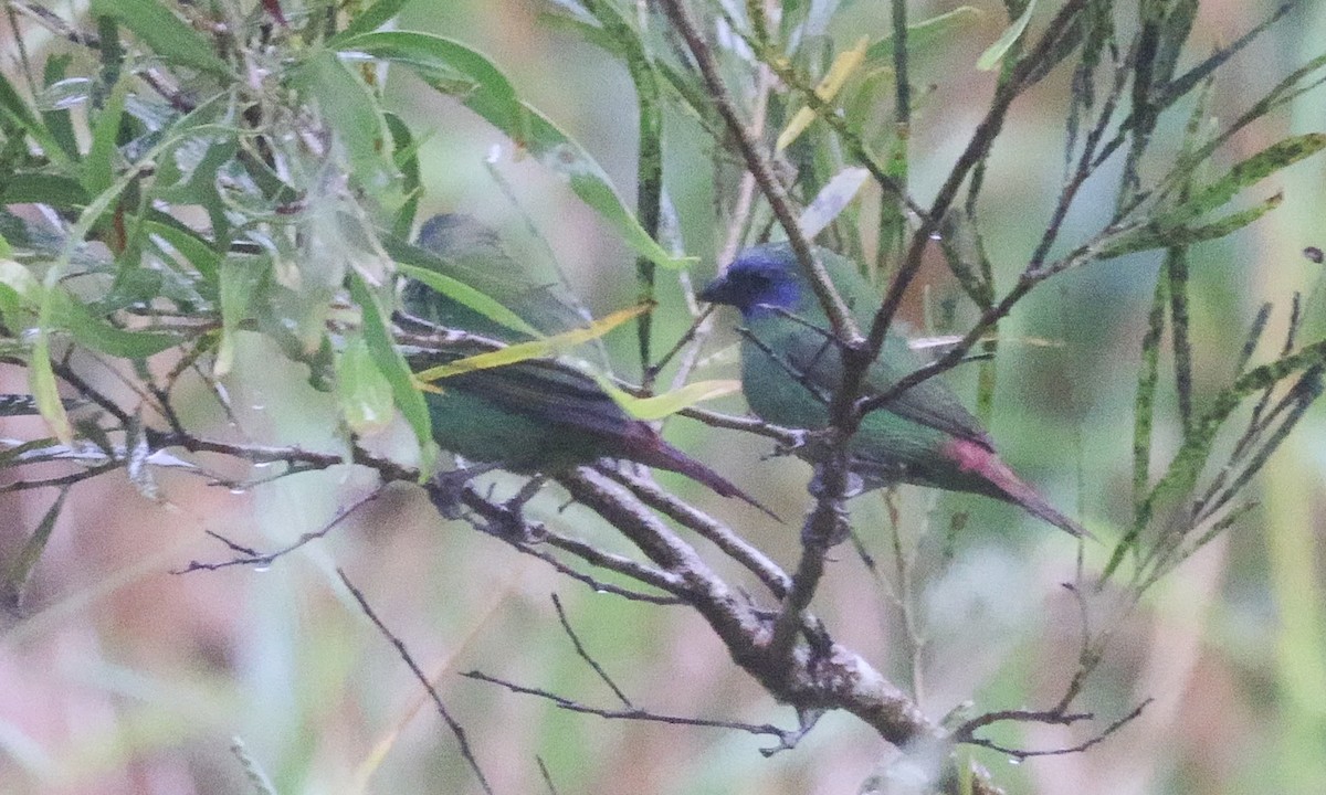 Blue-faced Parrotfinch - ML617673648