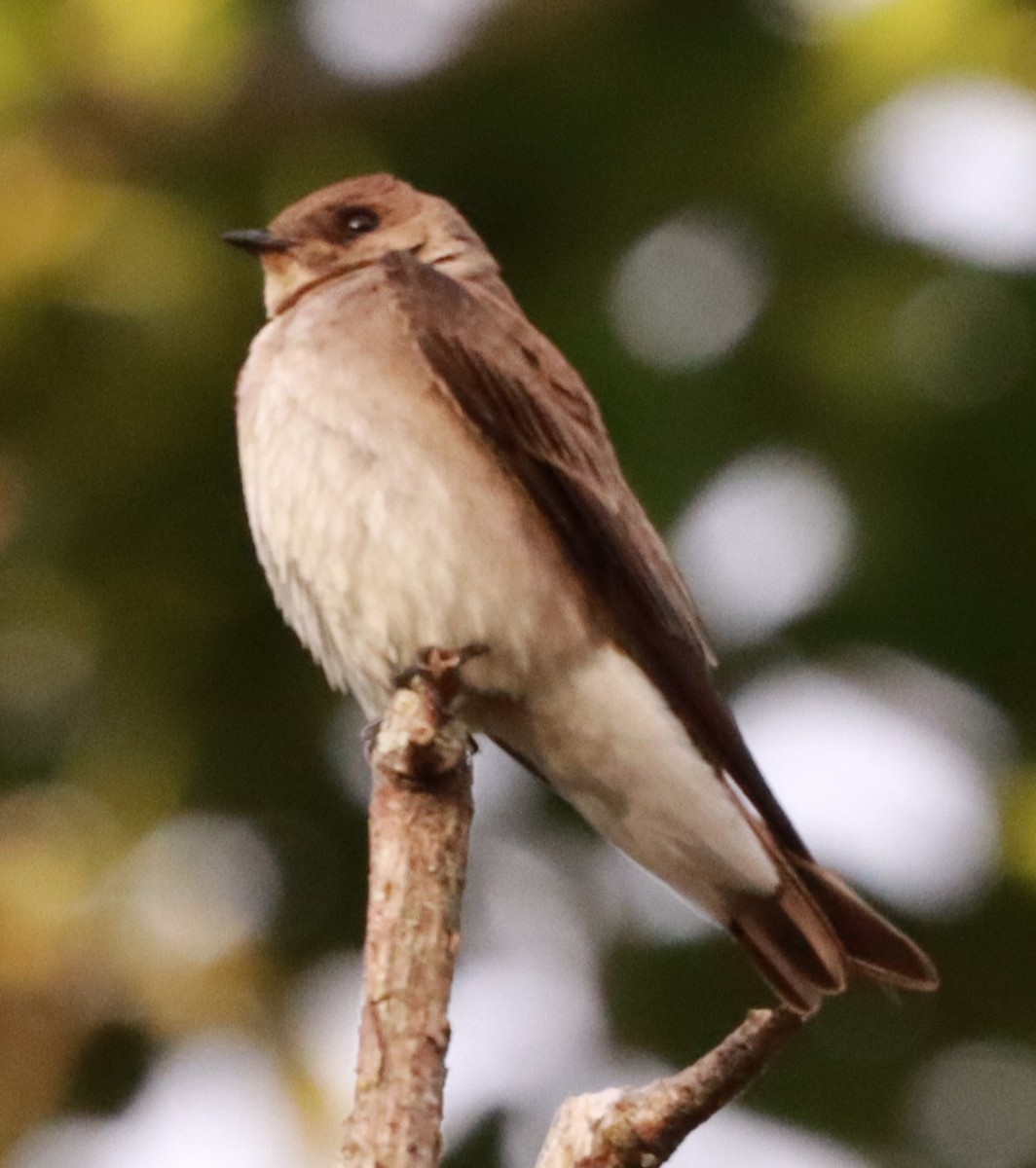 Southern Rough-winged Swallow - ML617673650