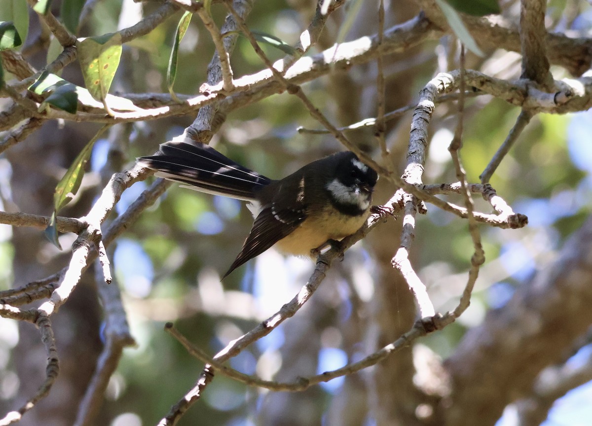 New Zealand Fantail - Anonymous