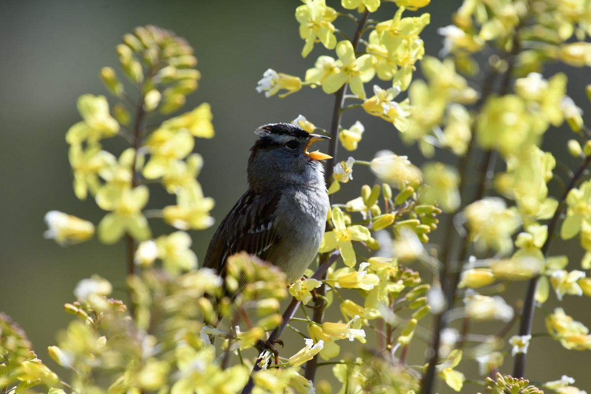 White-crowned Sparrow - ML617673773