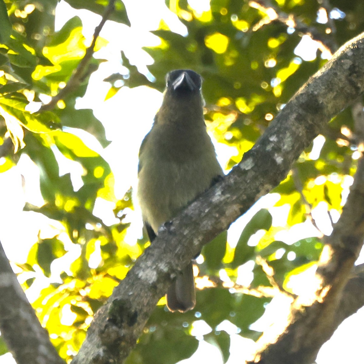 Olivbartvogel (woodwardi) - ML617673815