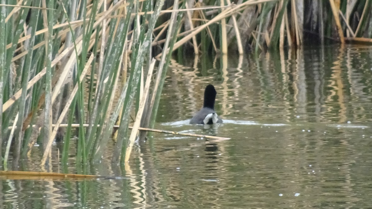 Red-fronted Coot - ML617673836