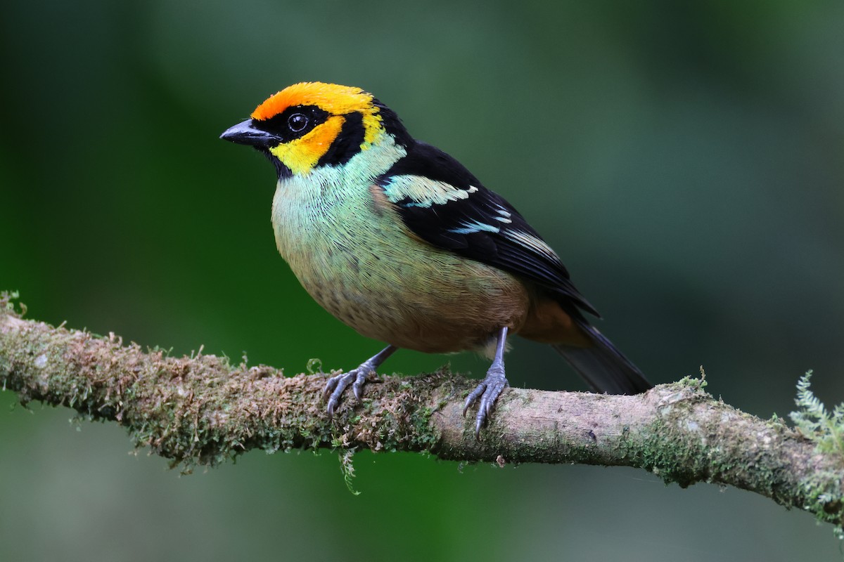 Flame-faced Tanager - ML617673946