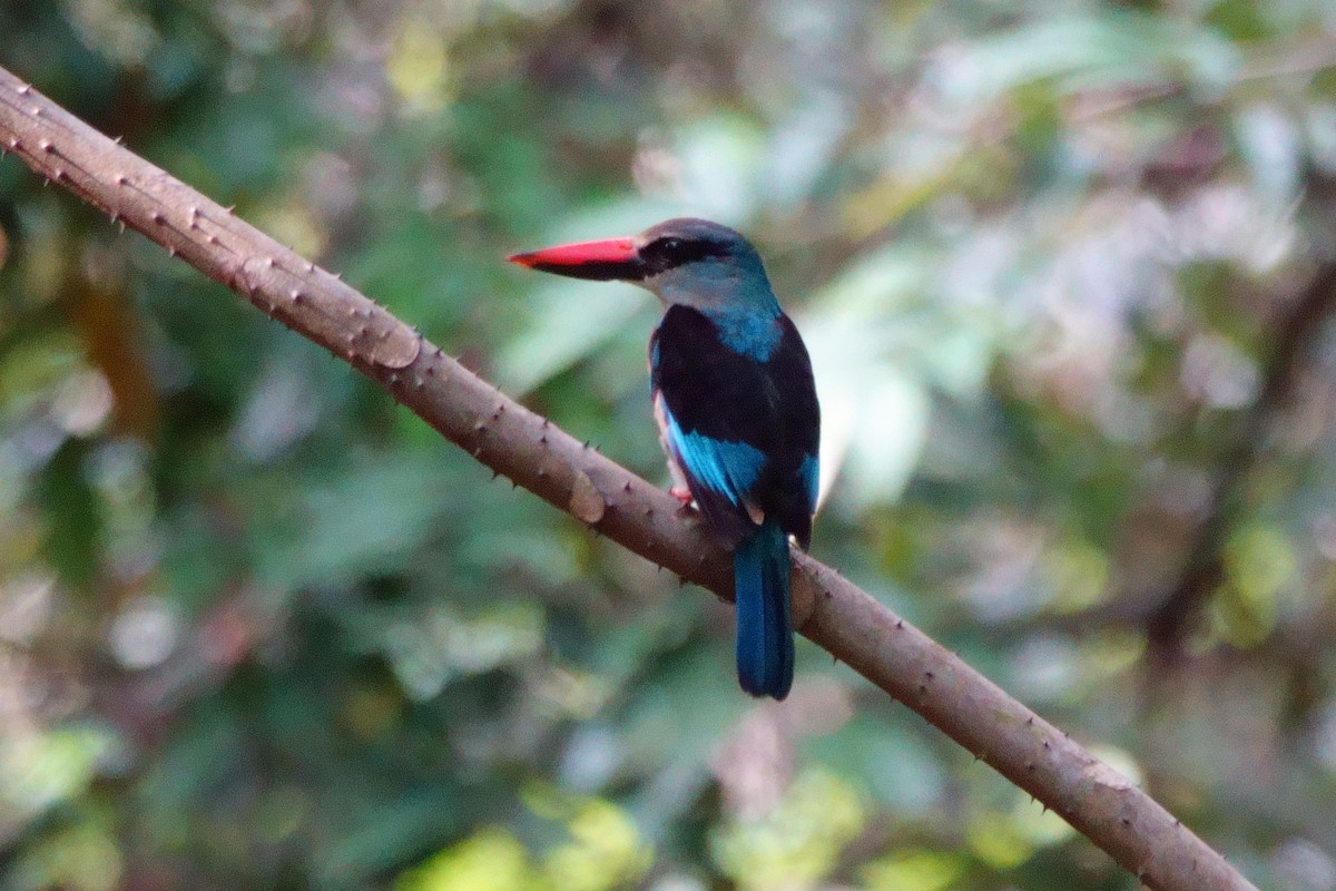 Blue-breasted Kingfisher - ML617673953