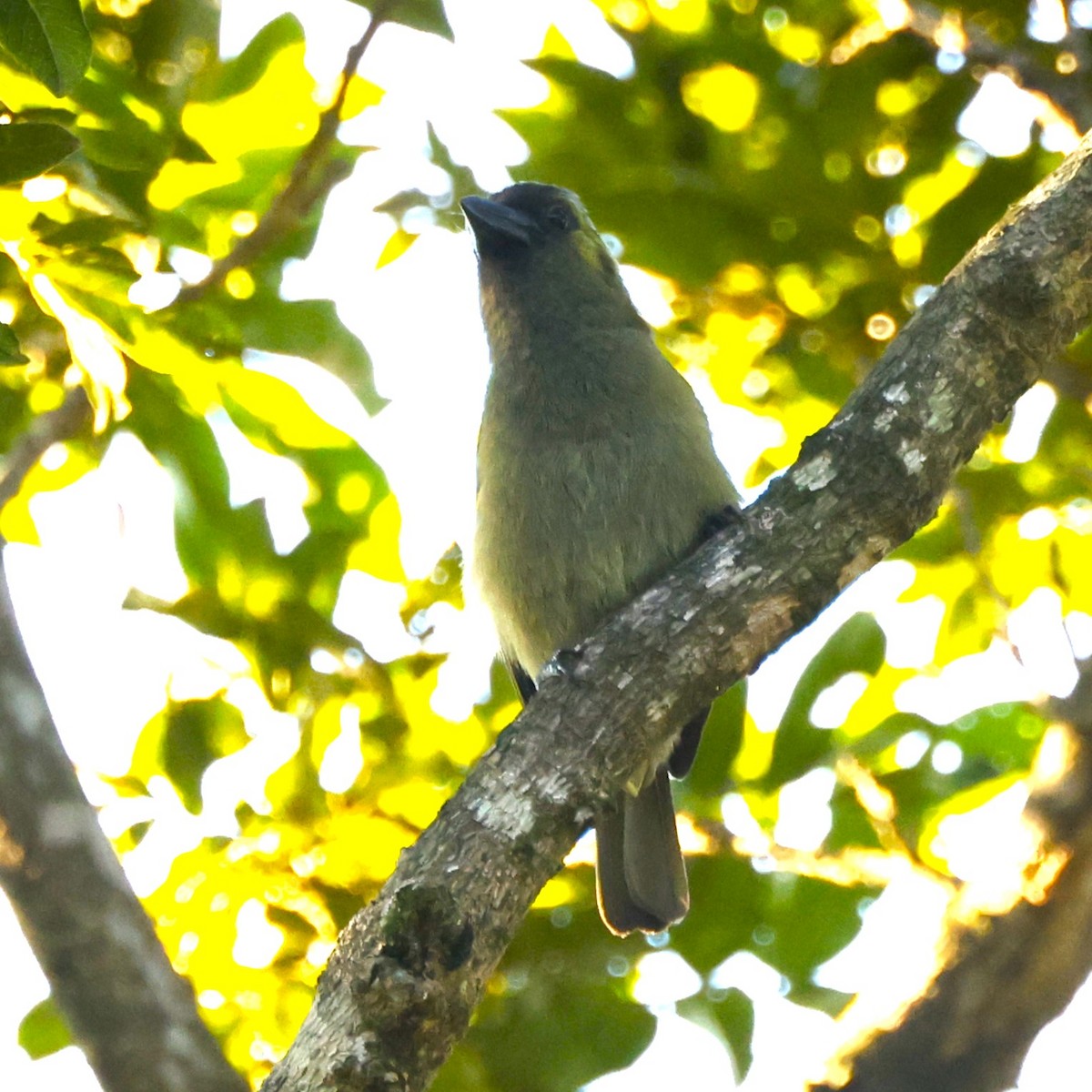 Olivbartvogel (woodwardi) - ML617673969