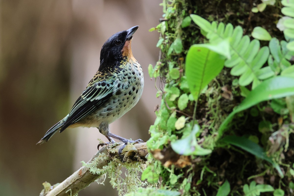 Rufous-throated Tanager - ML617674054